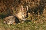 CHIEN-LOUP TCHEQUE 249